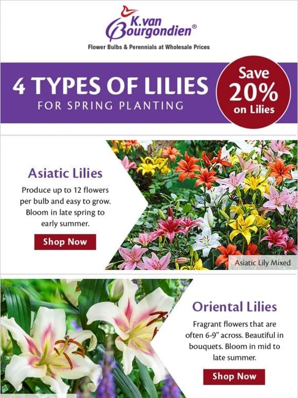 4 lily types to consider