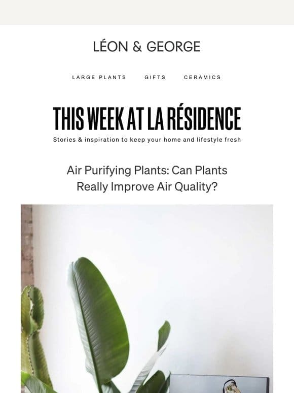 Can plants really clean our air?