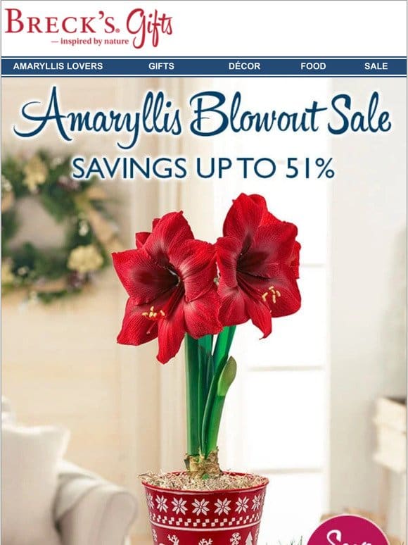 Don’t miss our amaryllis blowout!