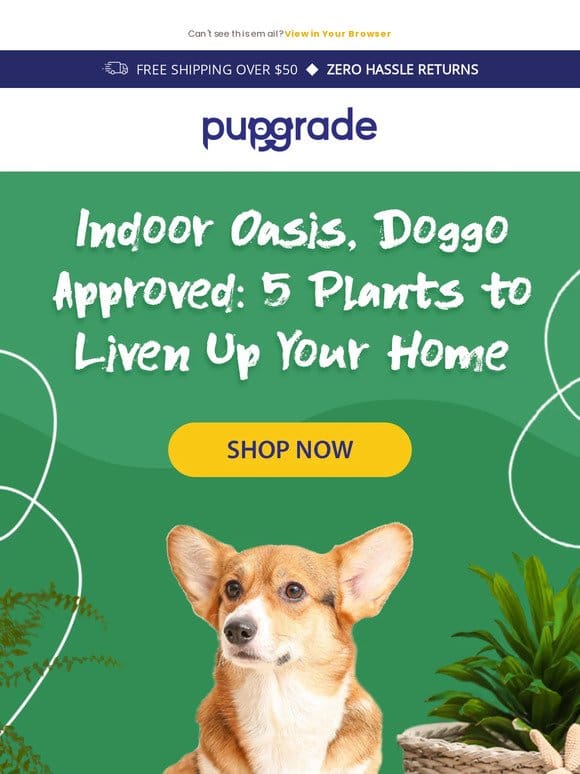 Go Green with 5 Dog-Safe Houseplants