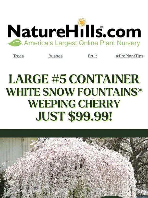 HUGE White Snow Fountains® Weeping Cherry just $99.99!