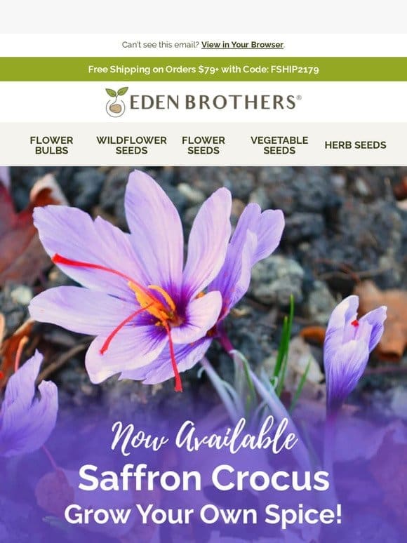 Saffron Crocus—Now Available!