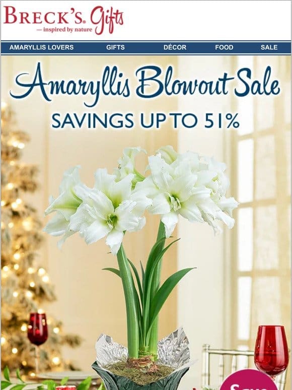 Save up to 51% on wonderful winter amaryllis gifts