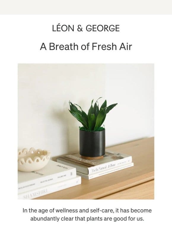 Top Air Purifying Plants