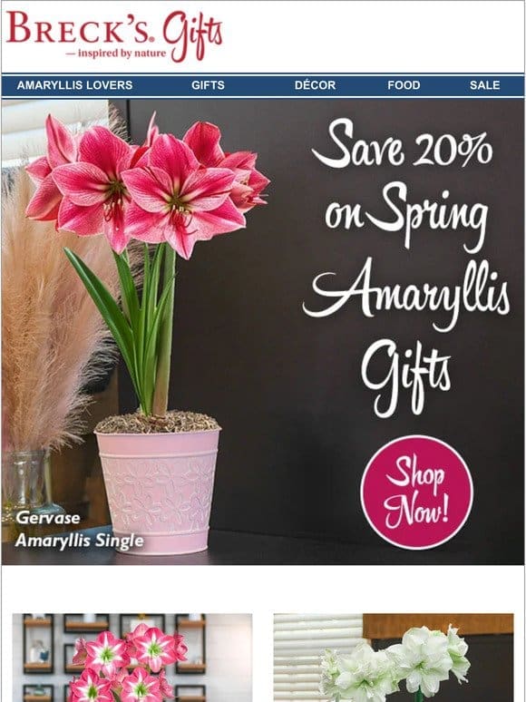 20% OFF Amaryllis for Easter!