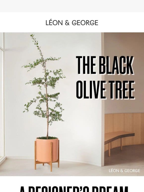 Spring Ahead: Grab Your Black Olive Tree in Time for Sunshine!