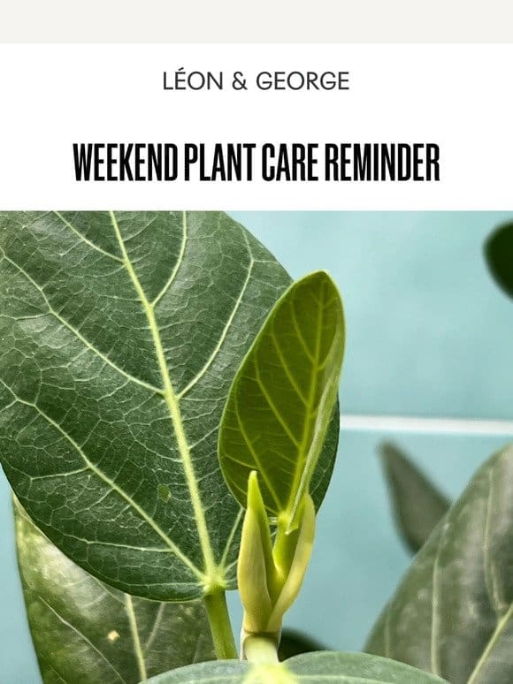 Weekend Plant Care Reminder