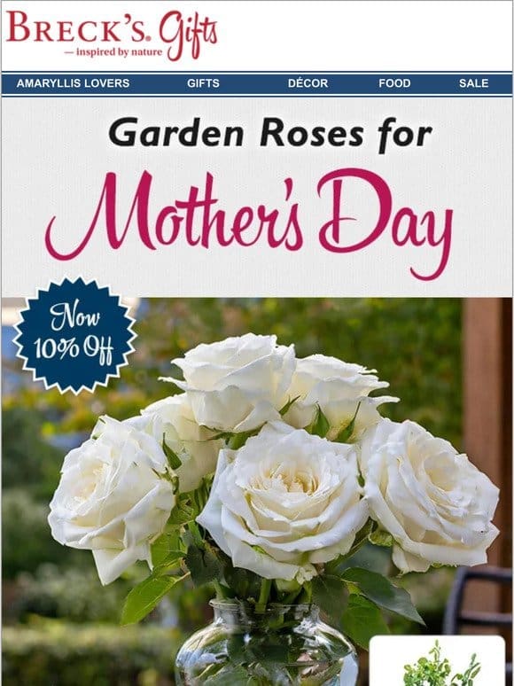 10% OFF potted rose gifts!