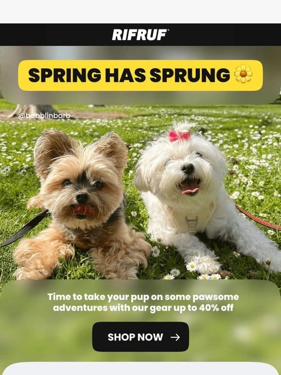 5 things to do with your dog this Spring