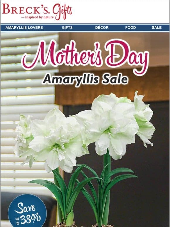 Amaryllis gifts for Mom are on sale NOW