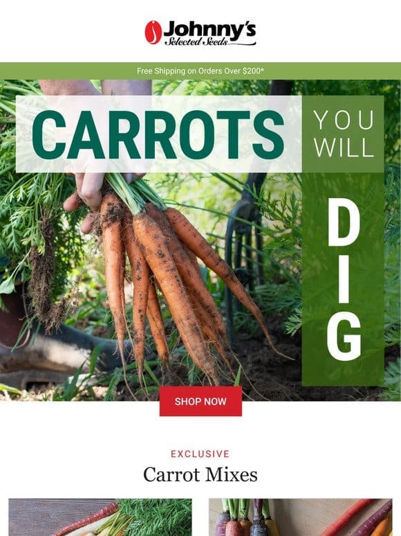 Best Carrots for Your Farm or Garden