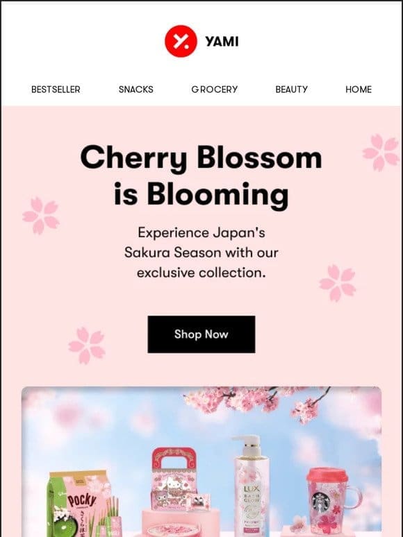 Cherry Blossom is Blooming…