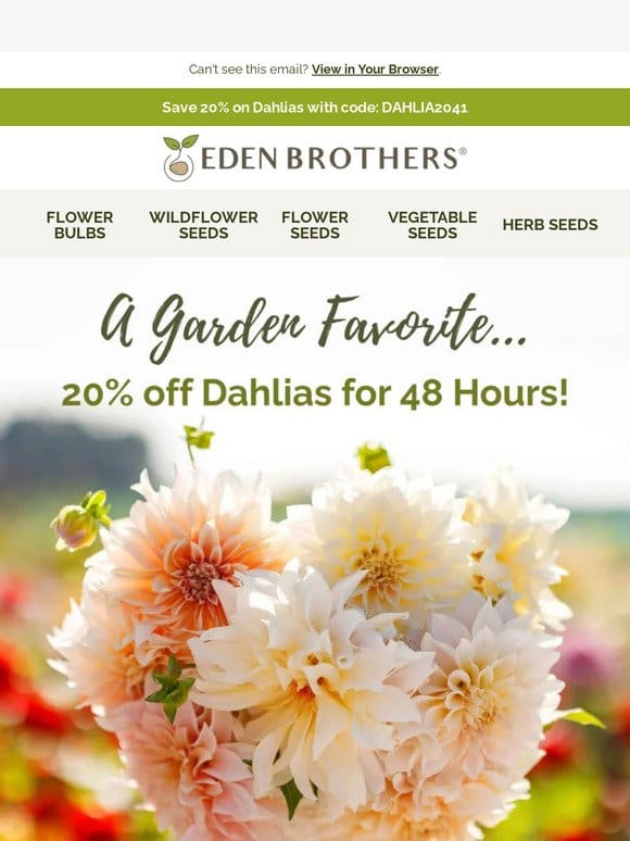 Discover Dahlias: Now 20% Off!