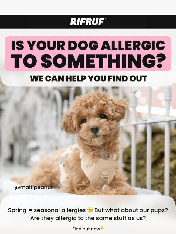 Does my dog have allergies too?