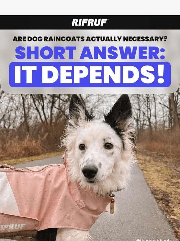 Does your dog really need a raincoat? ☔️