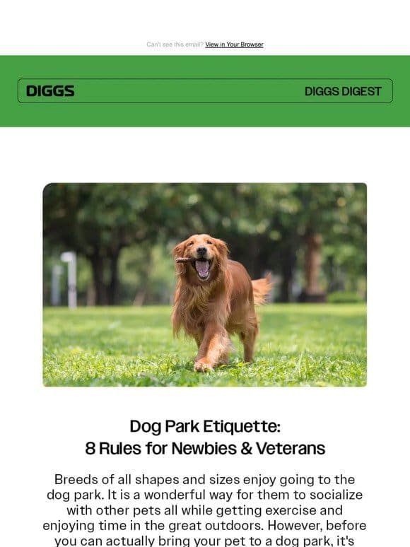 Dog Park Etiquette: 8 Rules for Newbies & Veterans