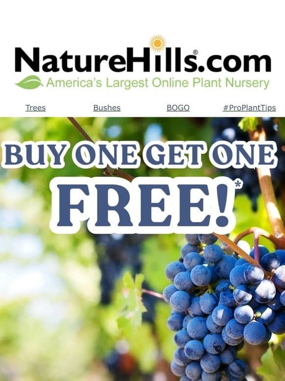 Double the fruit for HALF the price – BOGO is back!