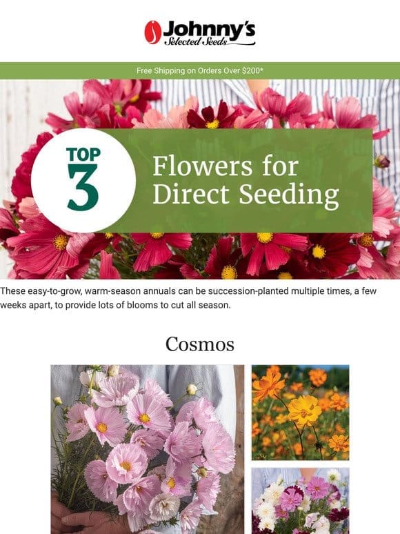 Easy Cut Flowers for Your Farm or Garden