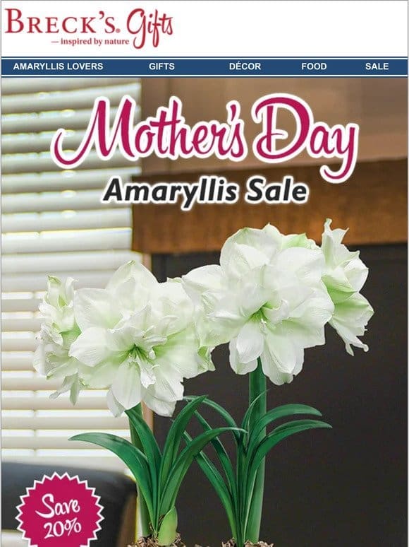 Save 20% on Amaryllis for Mom!