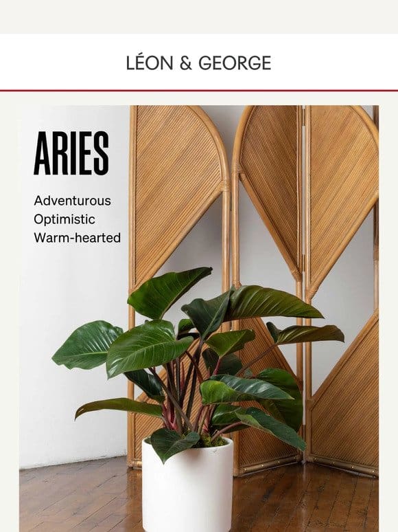 The Best Plants for an Aries ☀️