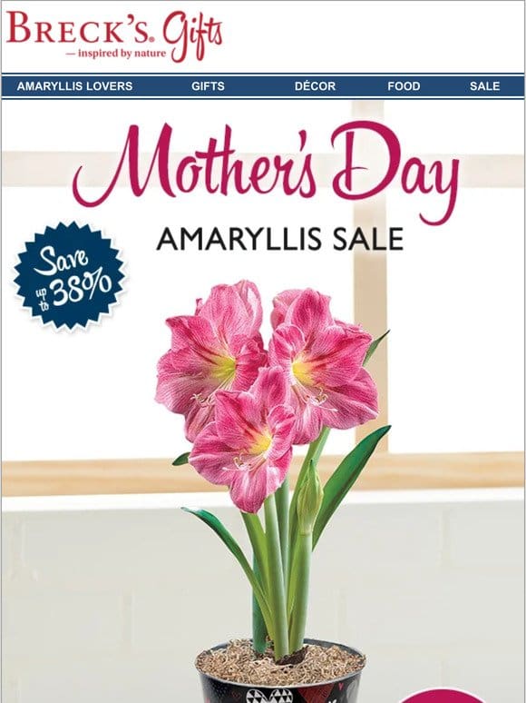 This Week: Amaryllis Sale and your Mom Day deadline…