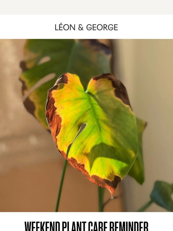 Weekend Plant Care Reminder