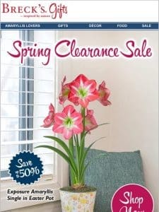 Amaryllis gift bargains…while they last!