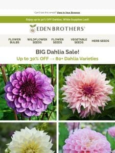 BIG Dahlia Sale—Up to 30% OFF!