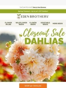 Huge Dahlia Savings