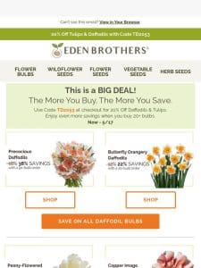 Huge Tulip & Daffodil Savings