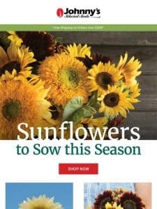 Must-Grow Sunflowers
