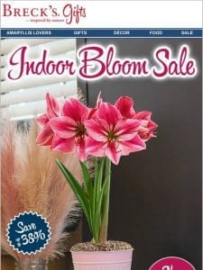 Spring amaryllis gift clearance: Save up to 38%