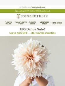 Up to 30% Off Dahlias