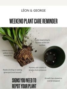 Weekend Plant Care Reminder