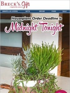 Final day to bring houseplants home