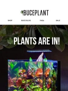 Have You Seen the Plant Restock?   Check Our Top Picks!