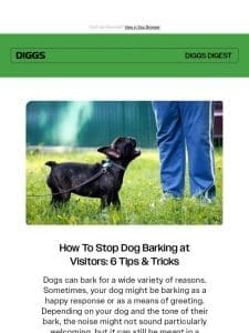 How To Stop Dog Barking at Visitors: 6 Tips & Tricks