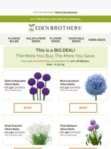 Huge Allium Savings