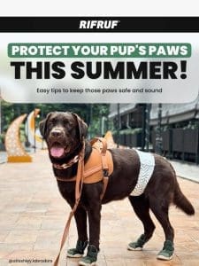 Keep Your Pup’s Paws Safe This Summer!  ☀️