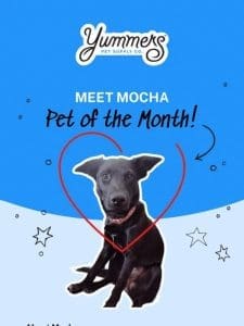 Meet Mocha， our May Pet of the Month ?