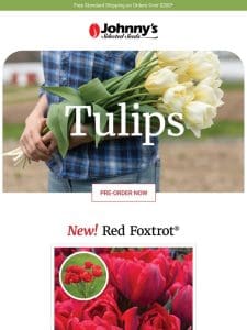 New! Red Foxtrot Tulip