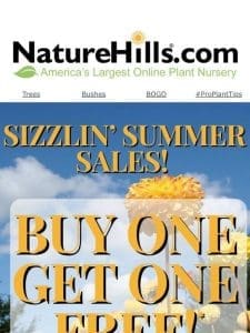 Sizzlin’ Summer Sales! Buy One Get One Free!