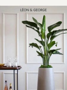 Tall Plants for Narrow Spaces