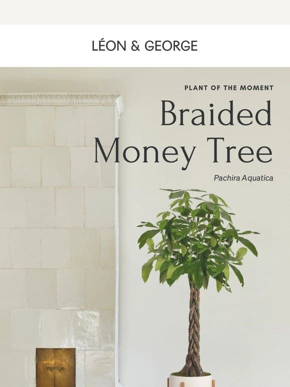 The XL Money Tree is back in stock!