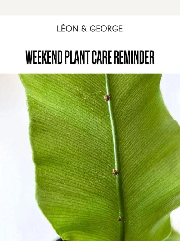 Weekend Plant Care Reminder