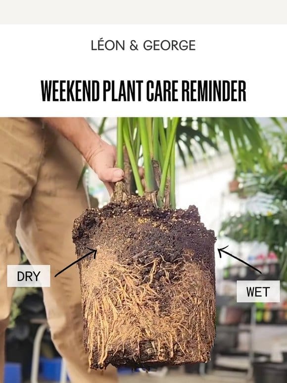 Weekend Plant Care Reminder