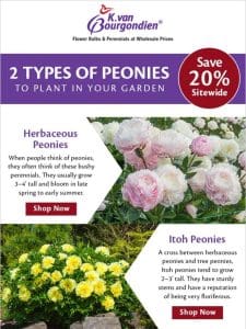 2 types of peonies you can grow