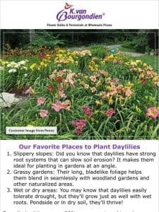 3 great places to plant daylilies