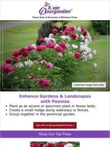 3 places to plant peonies