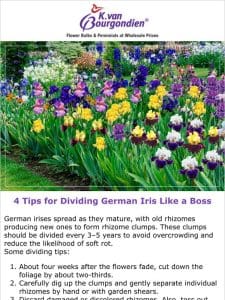 4 tips for dividing German iris like a boss